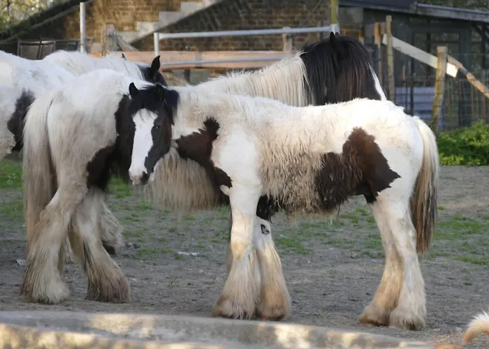 Апартаменты Meschermolen 7 Withuis