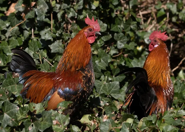 Daire Meschermolen 7 Withuis