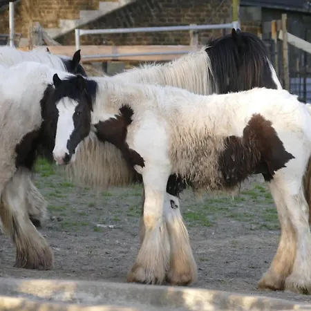 Apartment Meschermolen 7 Withuis
