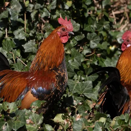 Apartment Meschermolen 7 Withuis